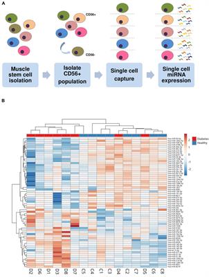 Single Cell Analysis Identifies the miRNA Expression Profile of a Subpopulation of Muscle Precursor Cells Unique to Humans With Type 2 Diabetes